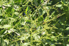 Salvadora persica var. wightiana